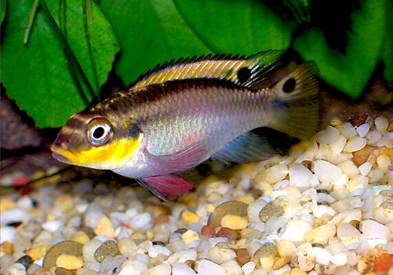 Smaragdprachtbarsch / Pelvicachromis taeniatus