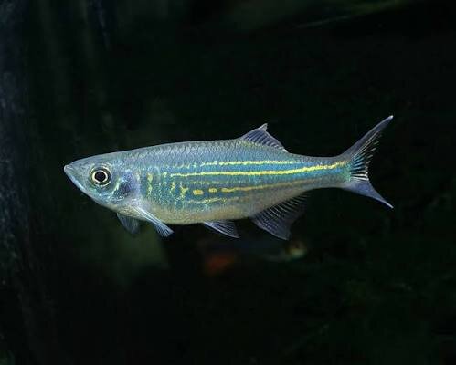 Malabarbärbling / Danio malabaricus