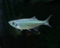 Malabarbärbling / Danio malabaricus