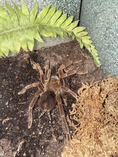 Pamphobeteus sp. manabi / Vogelspinne