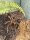Pamphobeteus sp. manabi / Vogelspinne