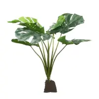 Monstera L Dekopflanze Aqua Della