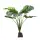 Monstera L Dekopflanze Aqua Della