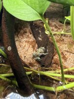 Rotbauchunke Kleine / Bombina orientalis